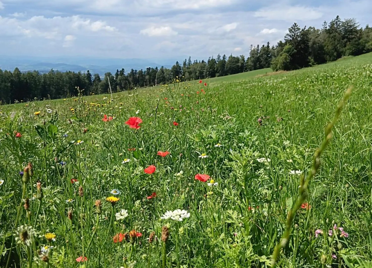 Berg-Panorama-Ferienwohnungen Gut-Lichtenau Hauzenberg